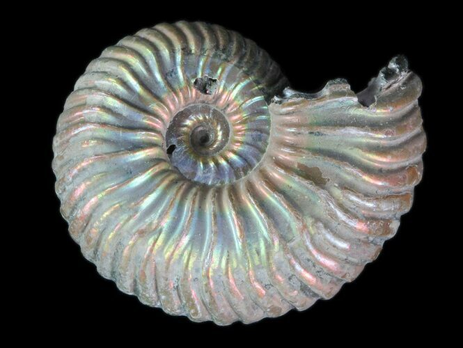 Iridescent Ammonite (Binatishinctes?) Fossil With Pyrite #78527